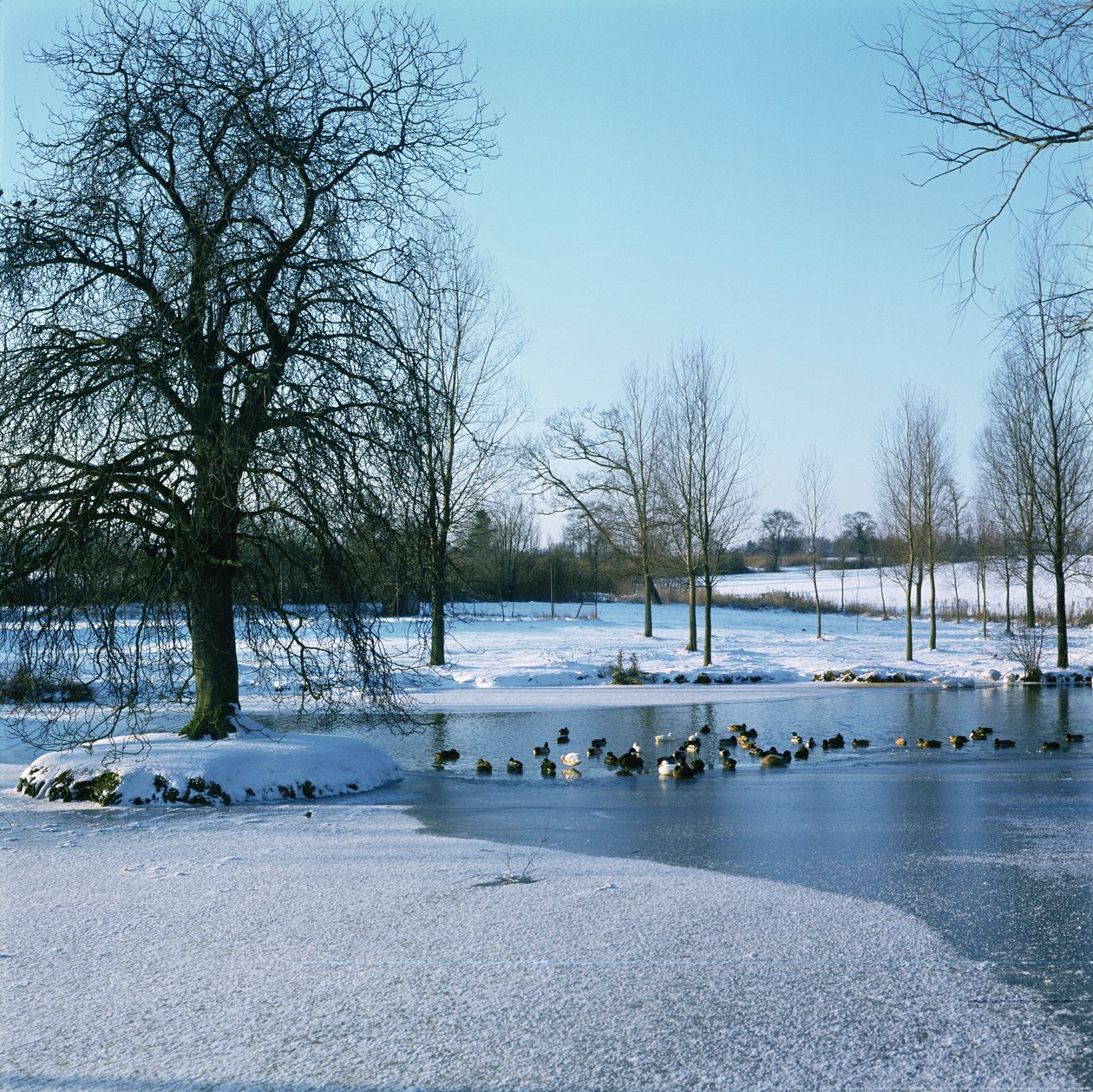 Kachny ve sněhu poblíž Finchingfield, Essex od Unbekannt Unbekannt
