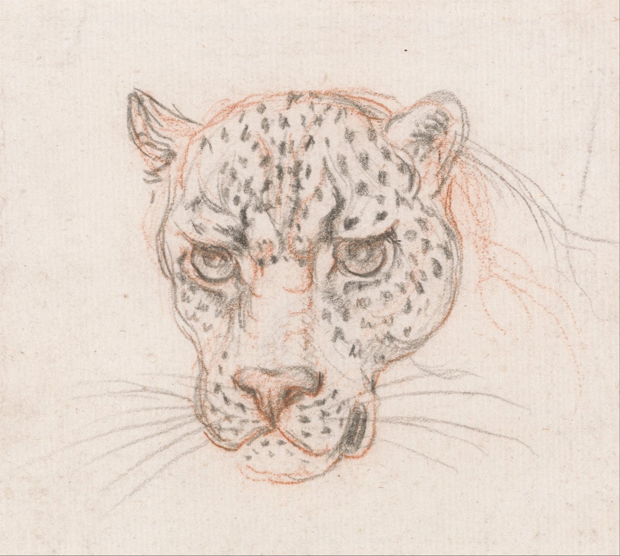Hlava leoparda od Unbekannt Unbekannt