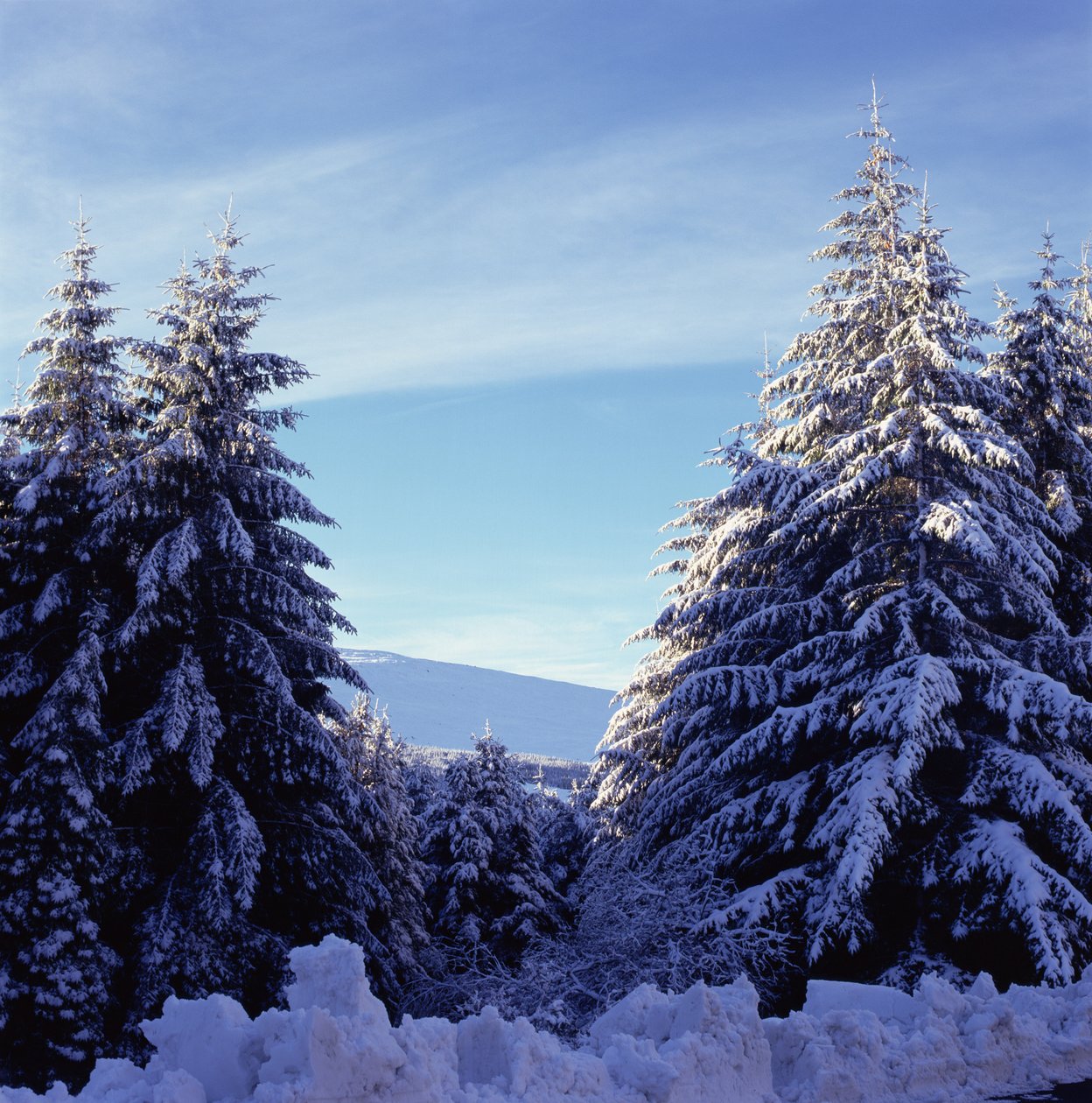 Zasněžené jedle na Wicklow Mountains od Unbekannt Unbekannt