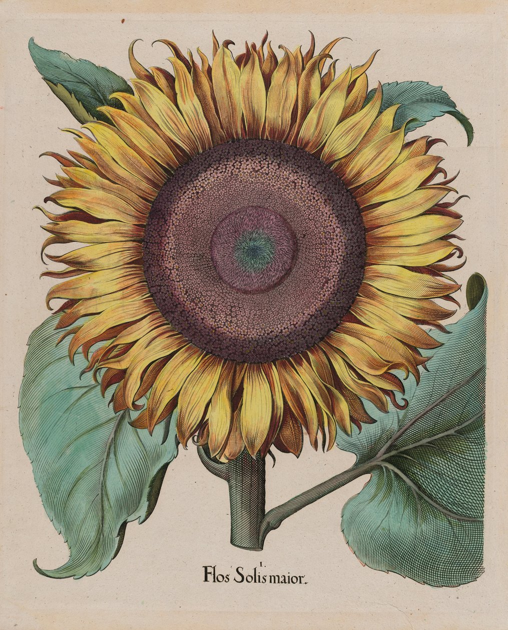 Neidentifikovaný umělec - Slunečnice velká (Flos Solis Maior), deska 1 z části 5, B. Besler, Hortus Eystettensis, 1713 upravit ... od Unbekannt Unbekannt