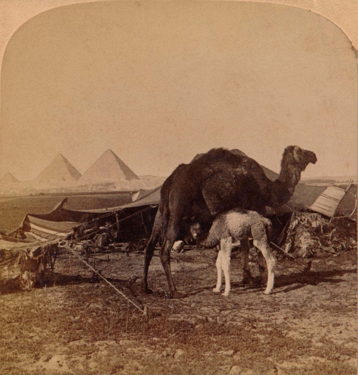 Dítě z pouště, Egypt, 1896 od Unbekannt