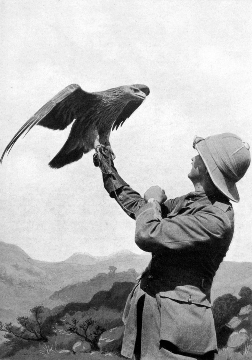 Britský důstojník se zkroceným orlem skalním, Soluň, Řecko, první světová válka, 1914-1918, c1920 od Unbekannt