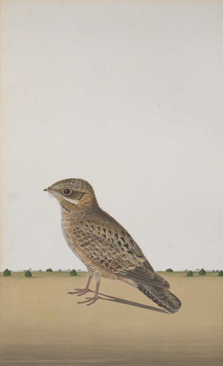 Noční medvěd indický Caprimulgus asiaticus, ca. 1780 od Unbekannt