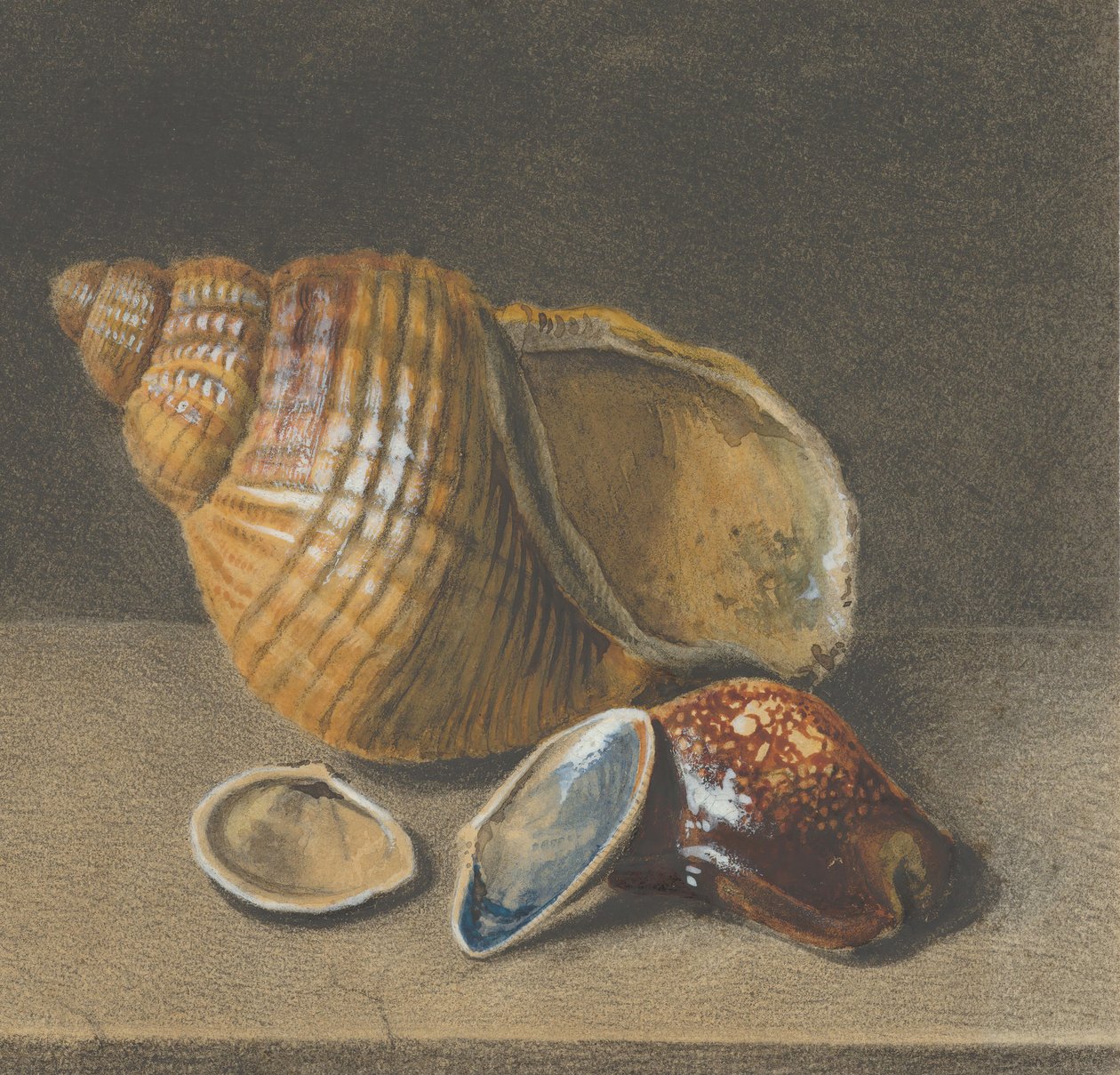 Cowrie, a větší a dvě menší mušle, konec 17.-polovina 18. století. od Unbekannt