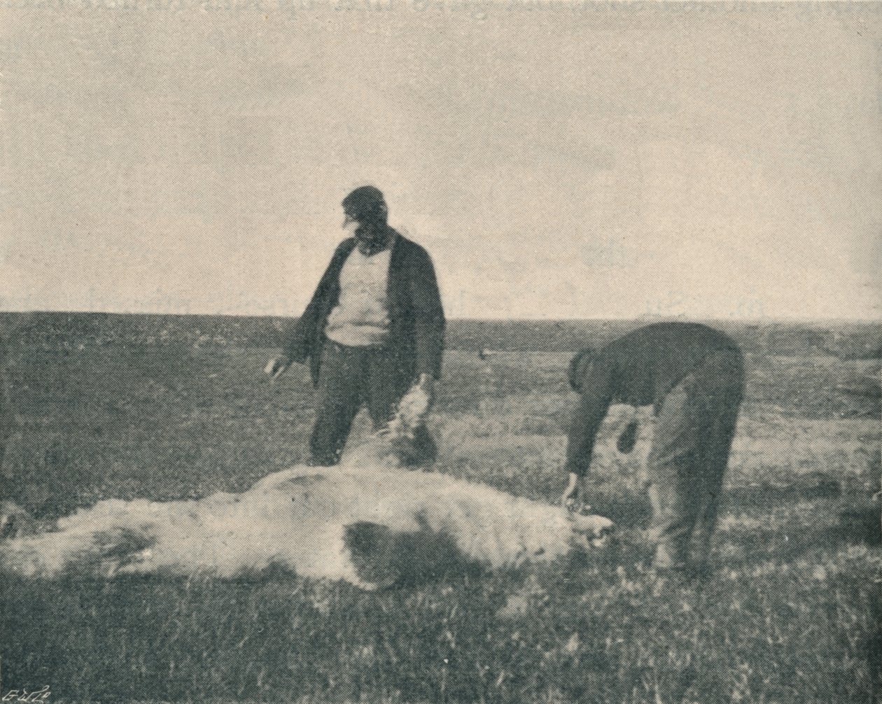 Mrtvý medvěd na Reindeer Island 21. srpna 1893, 1893 1897 od Unbekannt