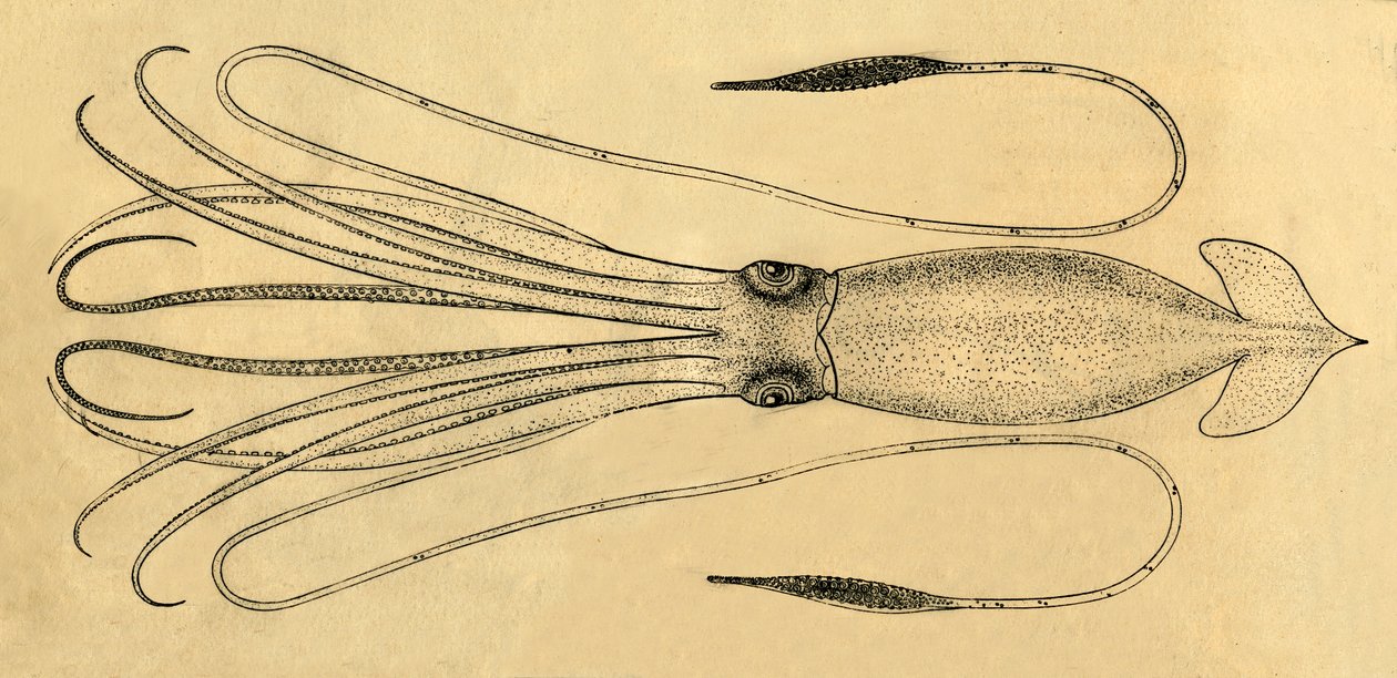 Diagram obří chobotnice, 1881. od Unbekannt