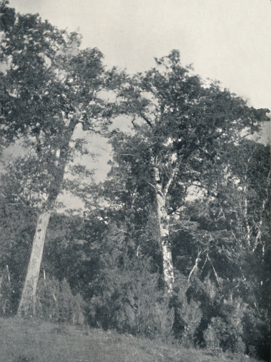 Les antarktického buku v Temuco, 1911 od Unbekannt