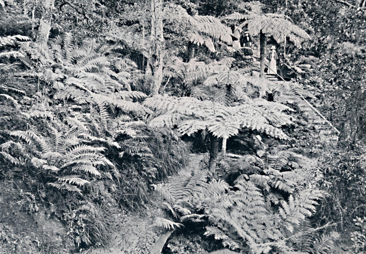 A Forest of Tree Ferns, Leura, Blue Mountains, c1900. od Unbekannt