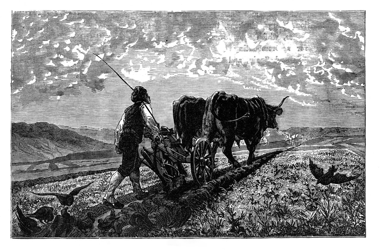 Francouzský zemědělec, c1890 od Unbekannt