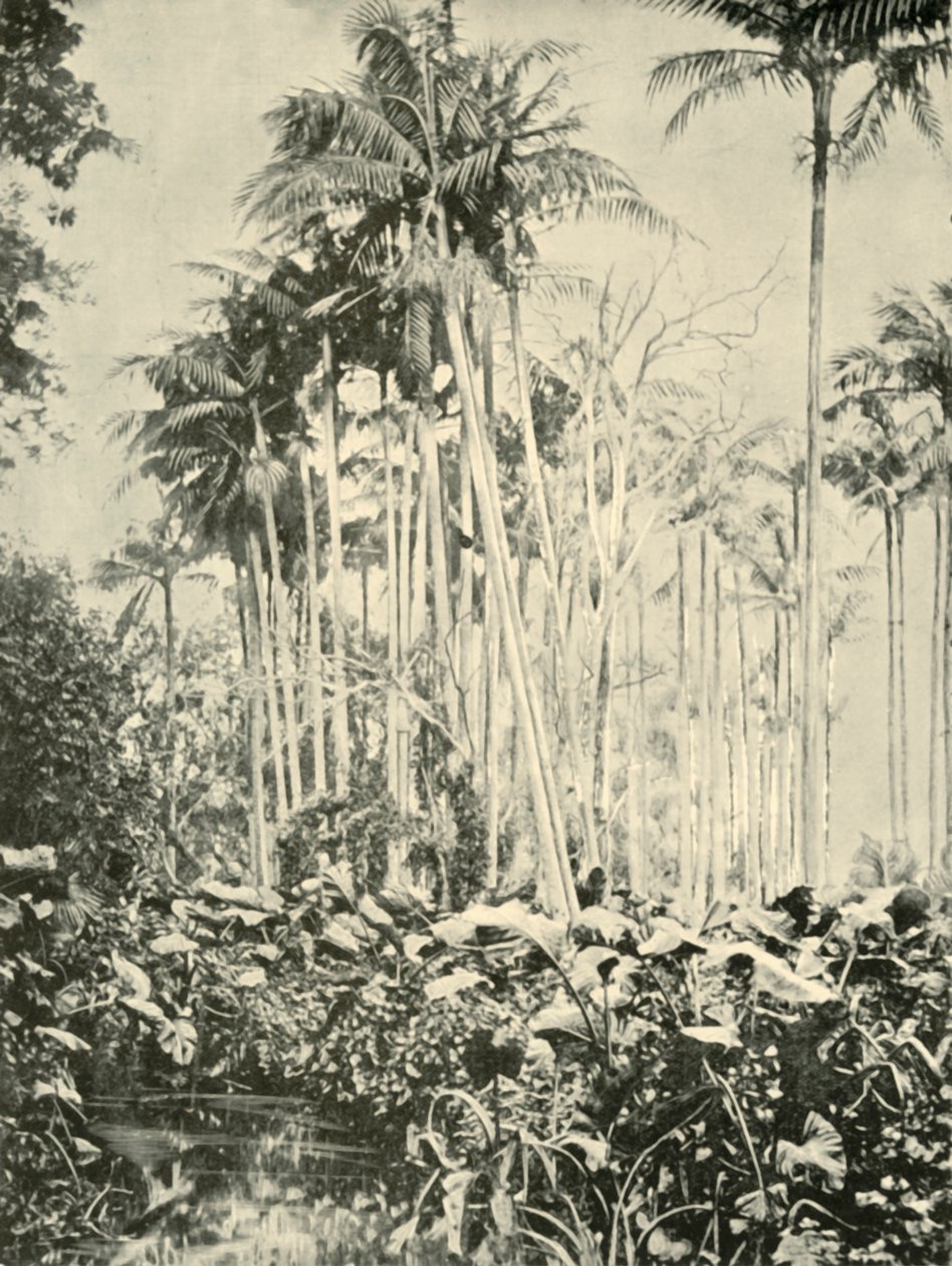 A Grove of Palms, 1901. od Unbekannt