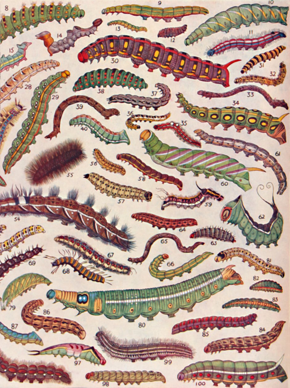 Sto různých druhů housenek motýlů a můr, 1935 od Unbekannt