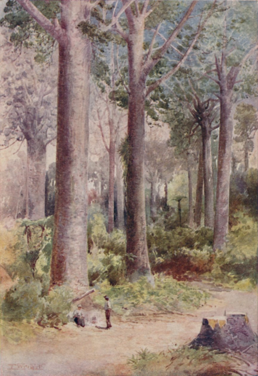 A Kauri Forest, 1923. od Unbekannt