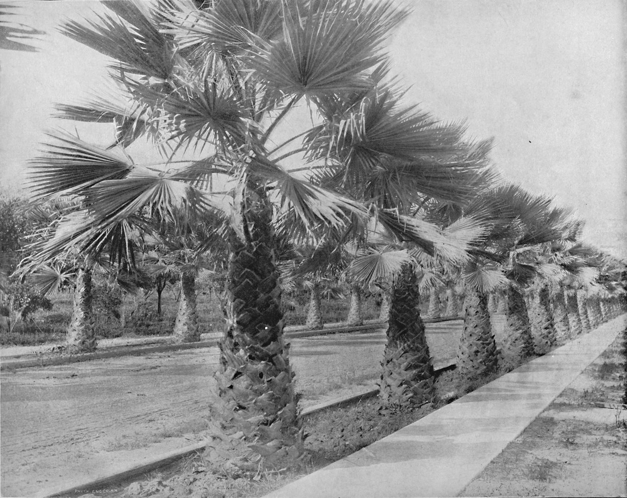 A Palm Avenue v Los Angeles, Kalifornie, c1897. od Unbekannt