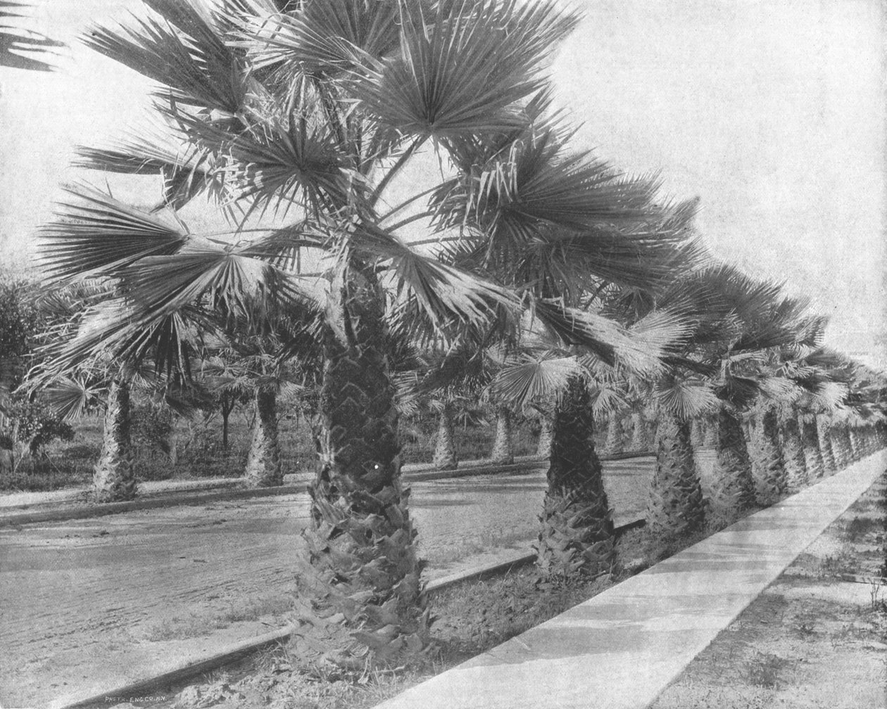 A Palm Avenue v Los Angeles, Kalifornie, USA, c1900. od Unbekannt