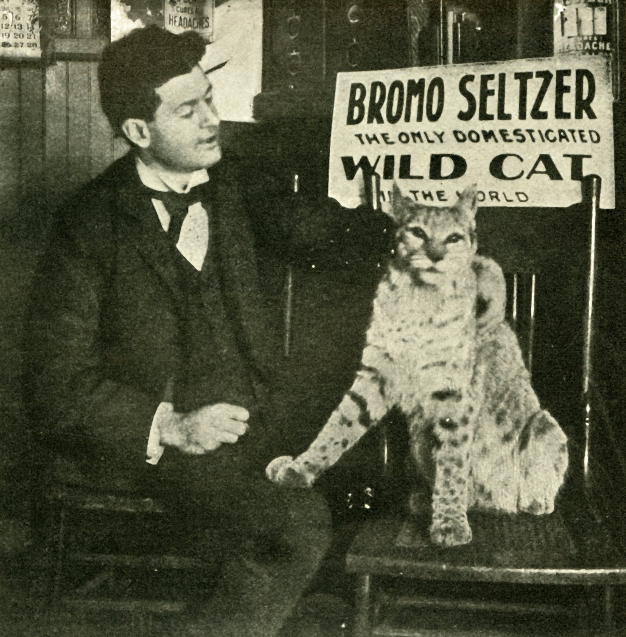 Domácí mazlíček Divoká kočka, . od Unbekannt