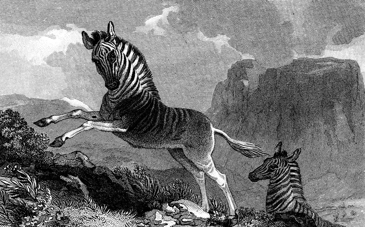 A Quagga, 1815 od Unbekannt