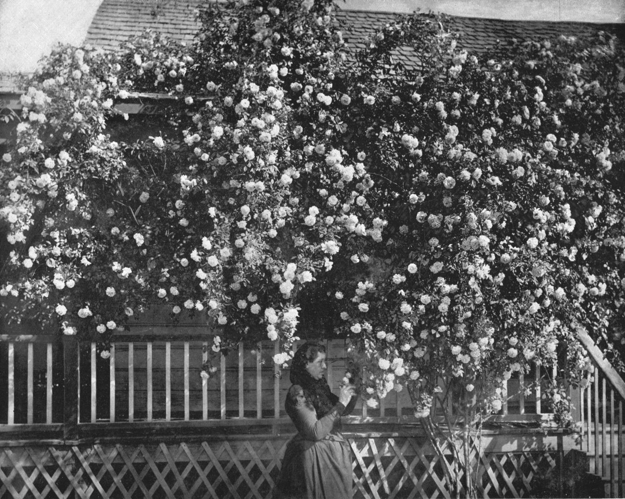 A Rose-Decked Home, jižní Kalifornie, USA, c1900. od Unbekannt