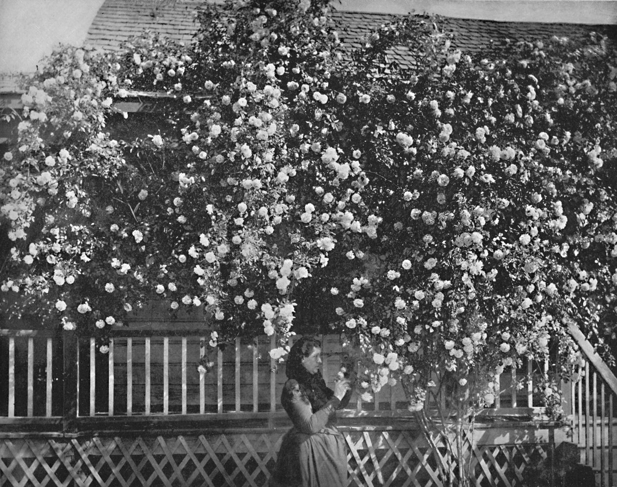 A Rose-Decked Home, jižní Kalifornie, c1897. od Unbekannt