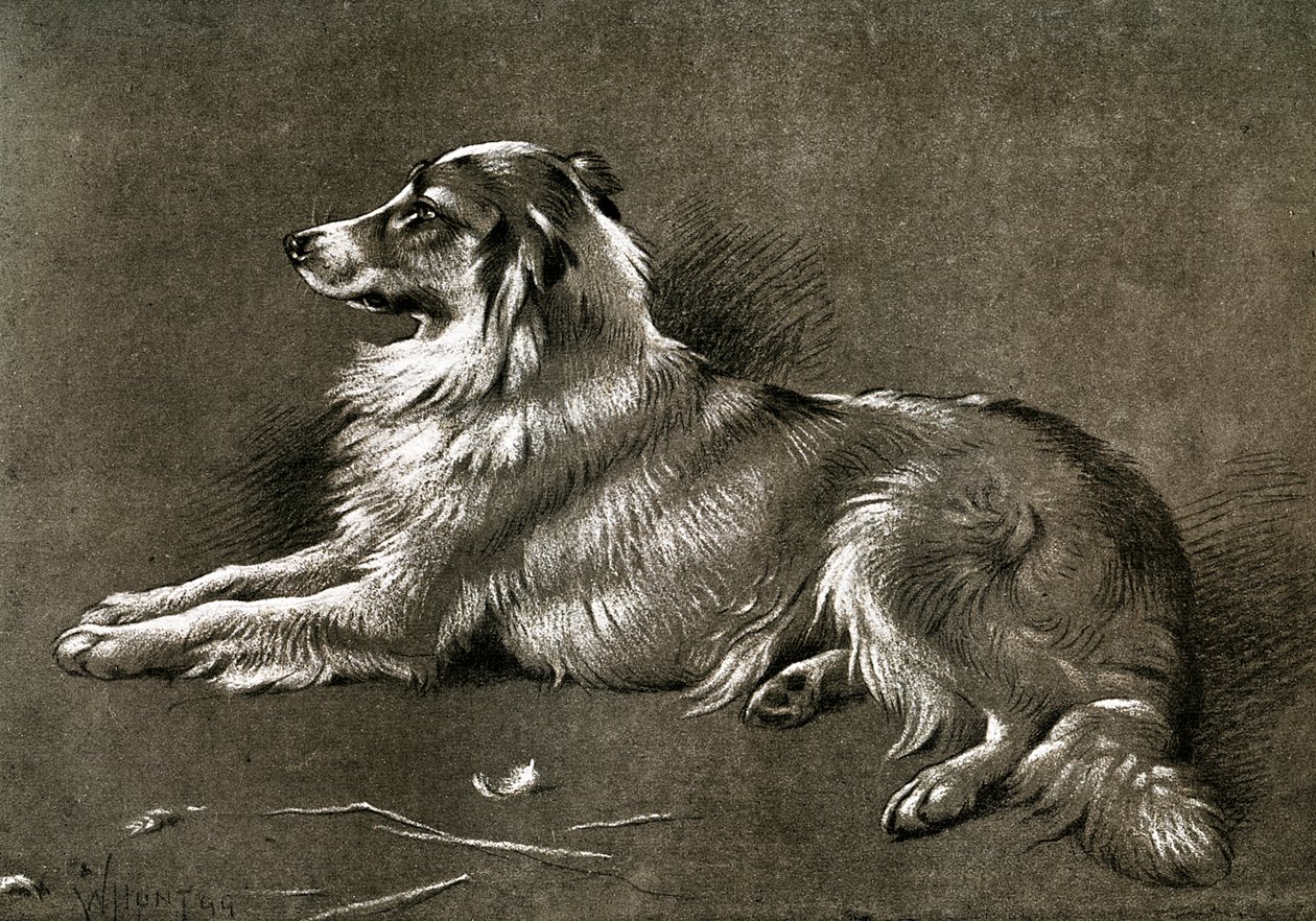 Ovčácký pes, 1901 od Unbekannt