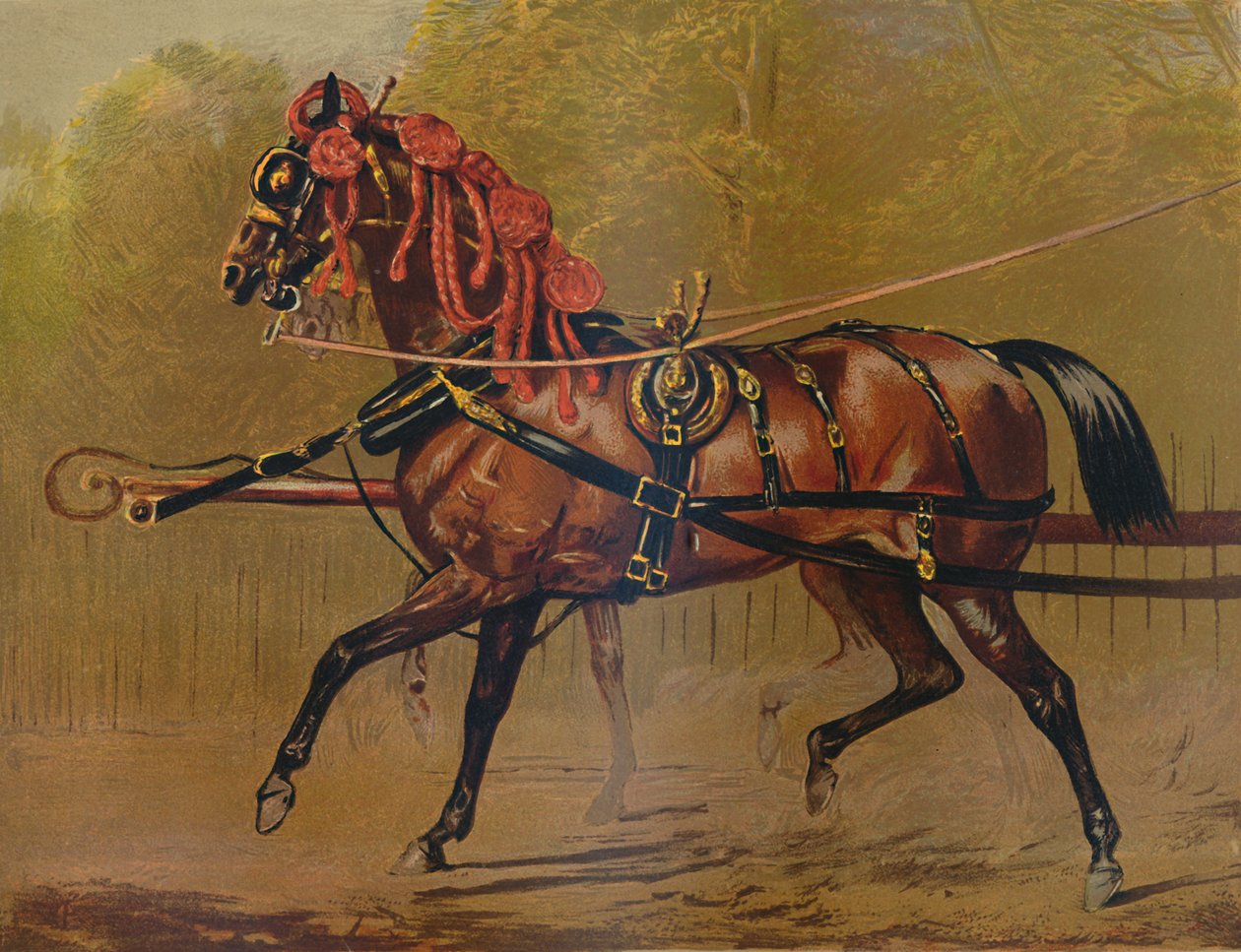 Státní kočárový kůň, c1879. od Unbekannt