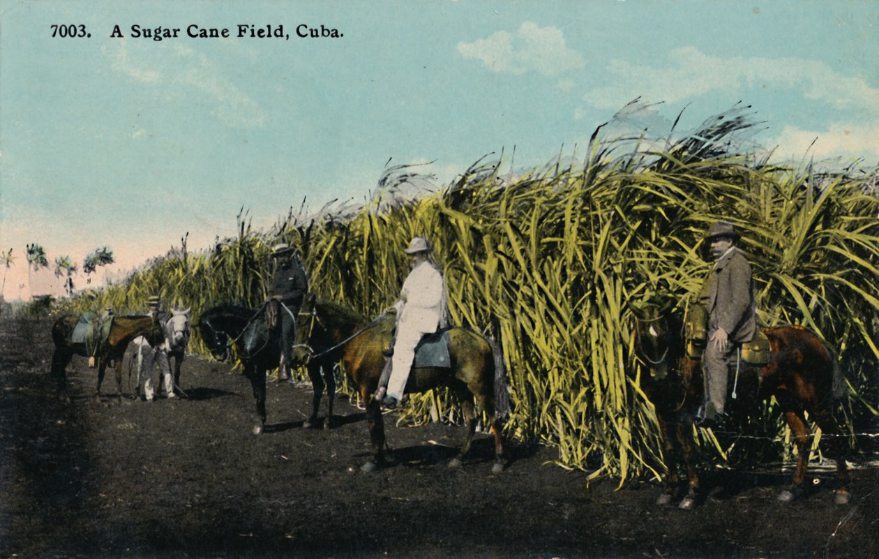Pole cukrové třtiny, Kuba, 1912. od Unbekannt