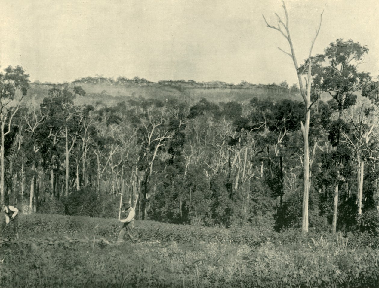 Viktoriánská horská farma, 1901. od Unbekannt