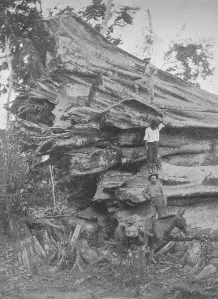 Velký kousek brazilského dřeva, 1914 od Unbekannt