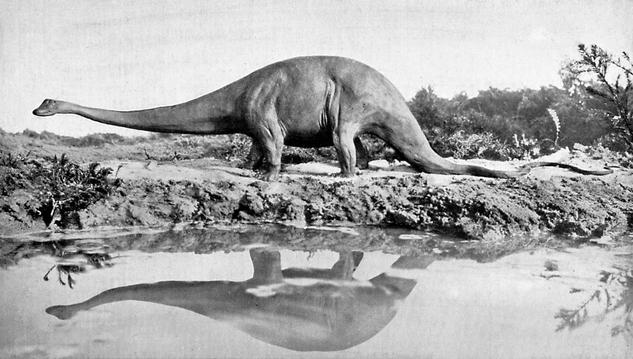Diplodocus, 20. století od Unbekannt