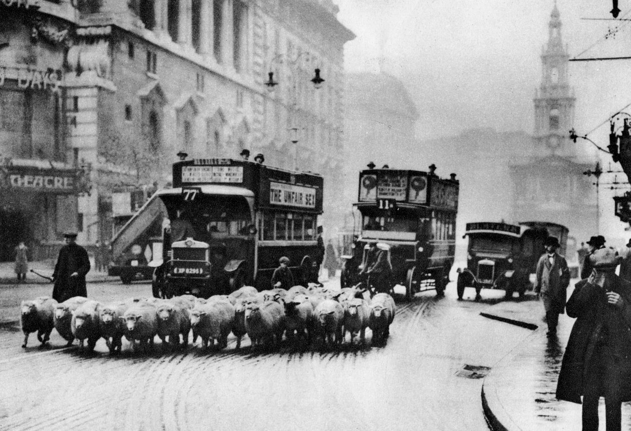 Stádo ovcí na Strand, Londýn, 1926-1927 od Unbekannt