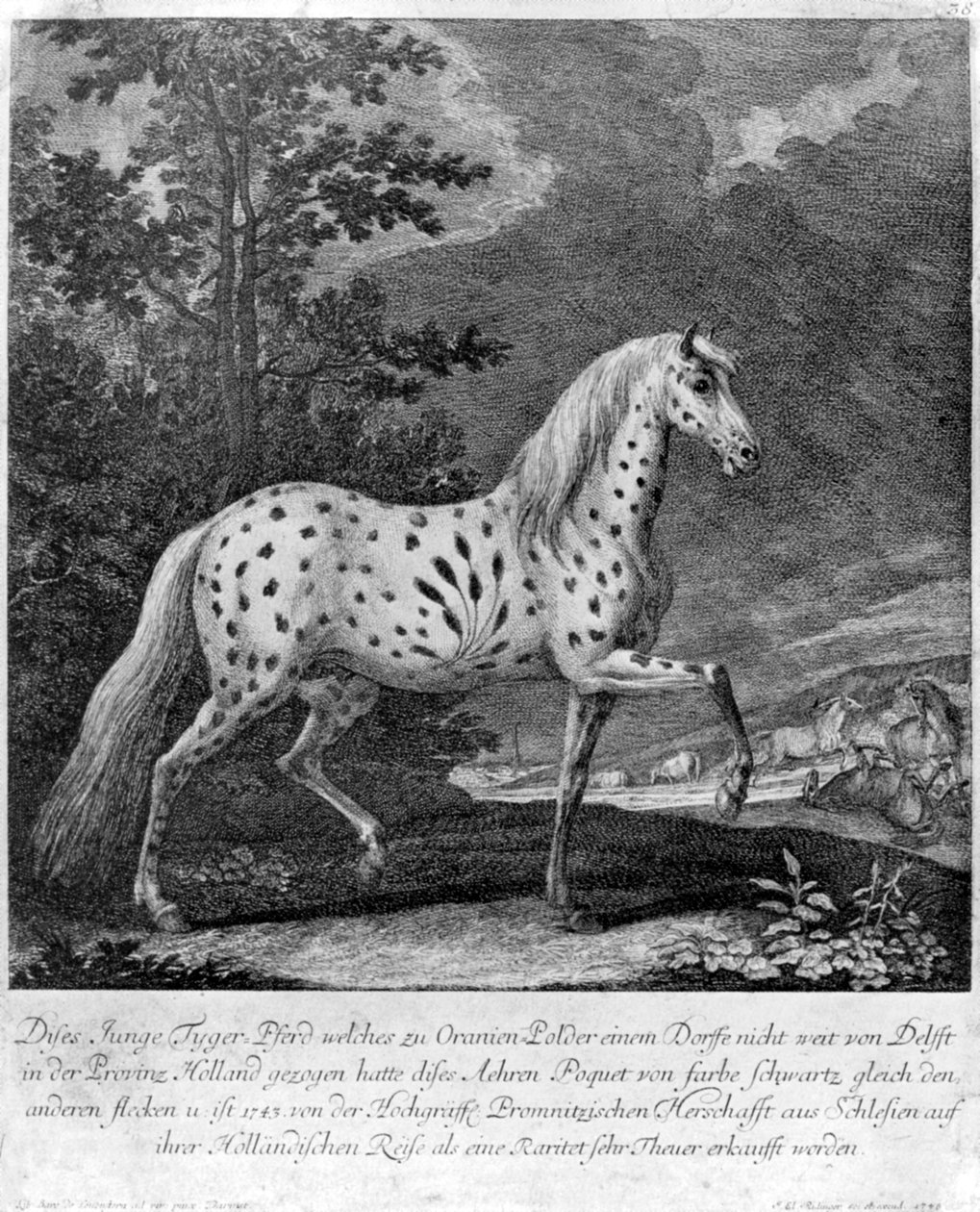 Barevný šílenec, Německo, 1722 1938 od Unbekannt