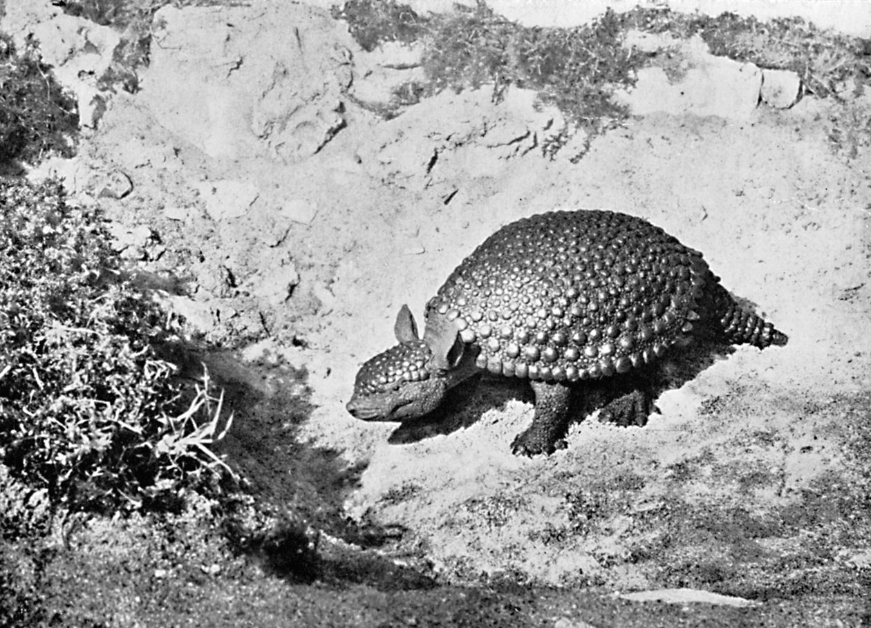 Glyptodon, 20. století od Unbekannt