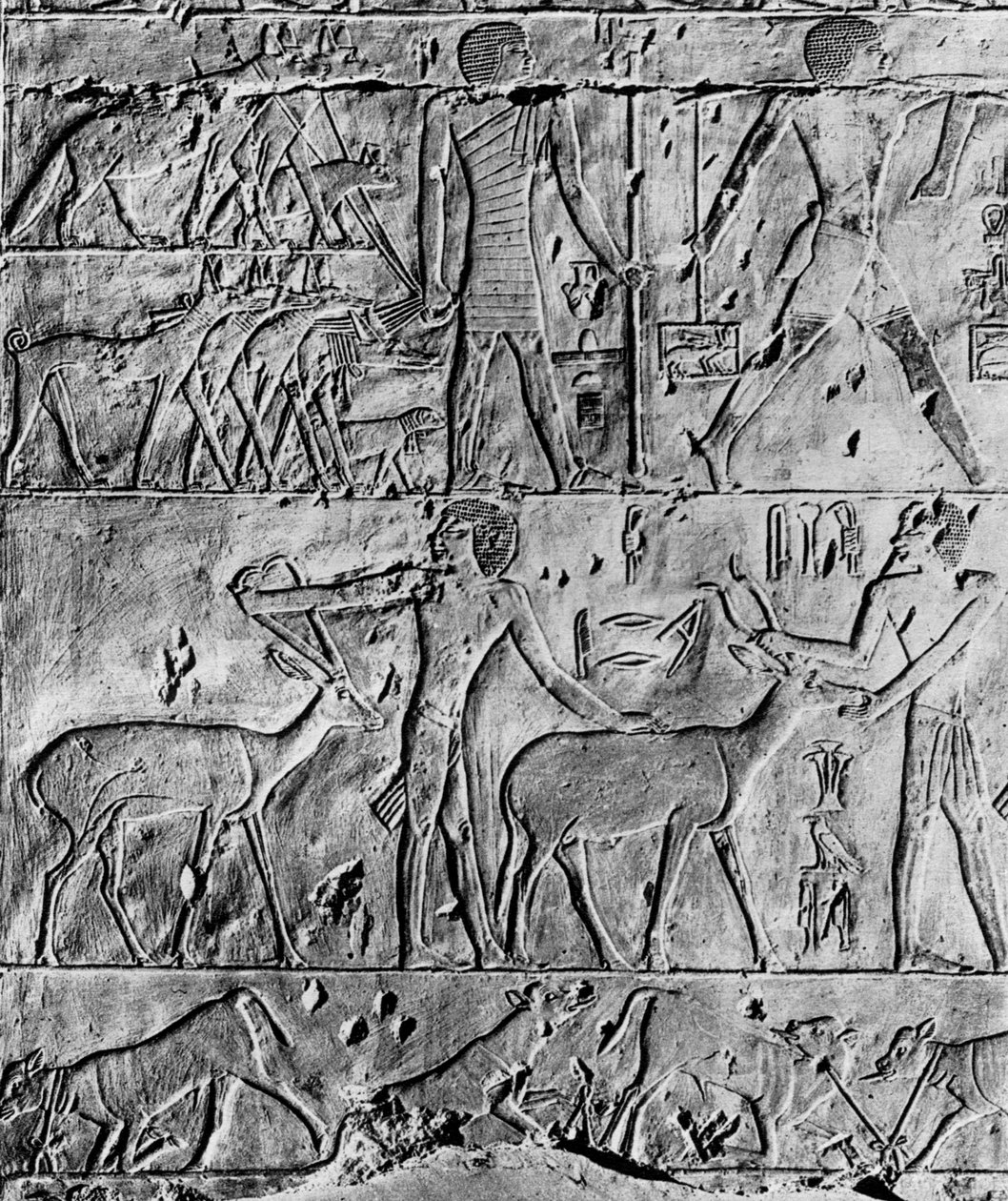 Lovecká scéna z hrobky Ptahhotepa poblíž Sakkary, Egypt, c2650 př.nl 1936 od Unbekannt