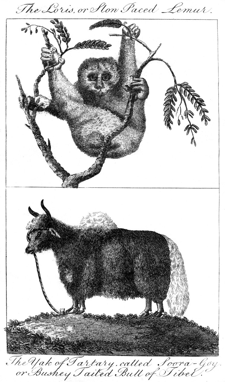 Loris a jak, 1799 od Unbekannt