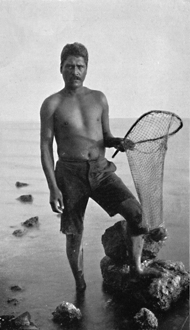 Původní krevetka, Havaj, se svou sítí, 1902 od Unbekannt