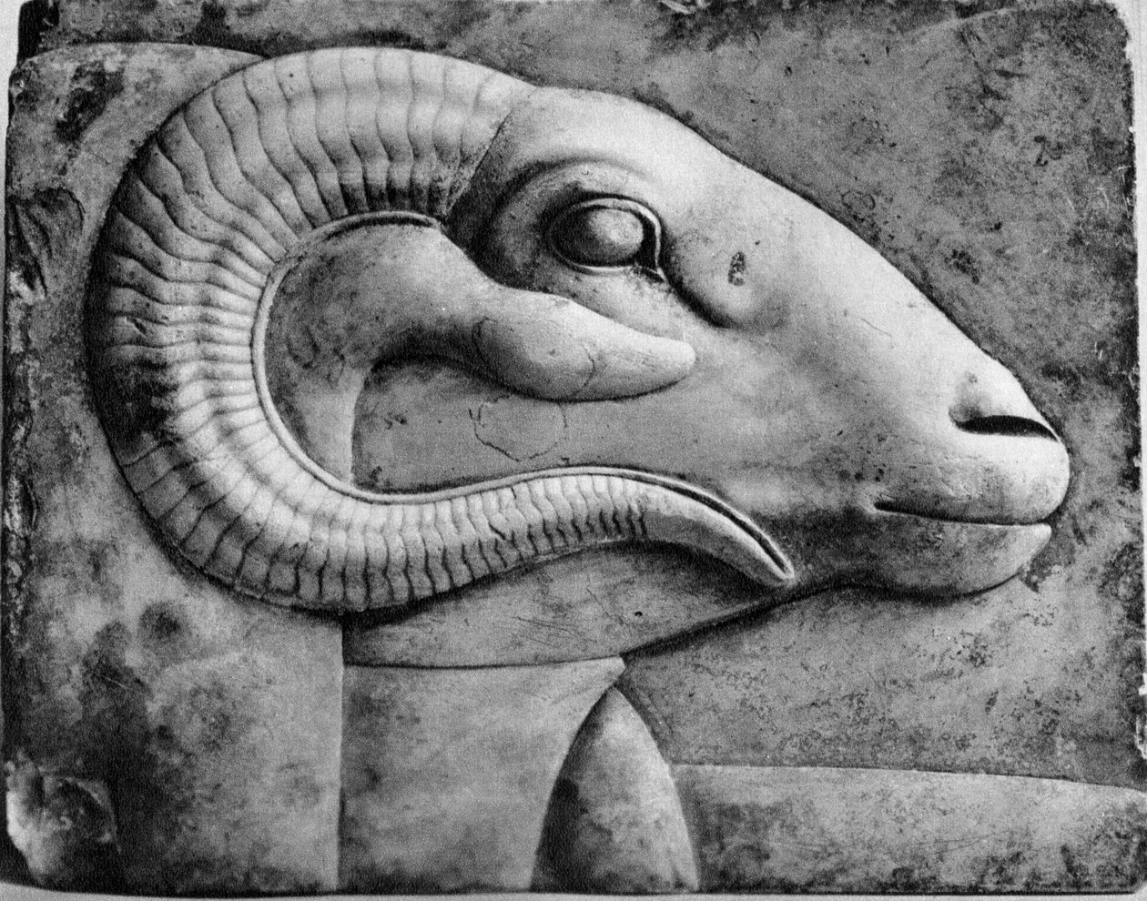 Beraní hlava, Egypt, 1936 od Unbekannt