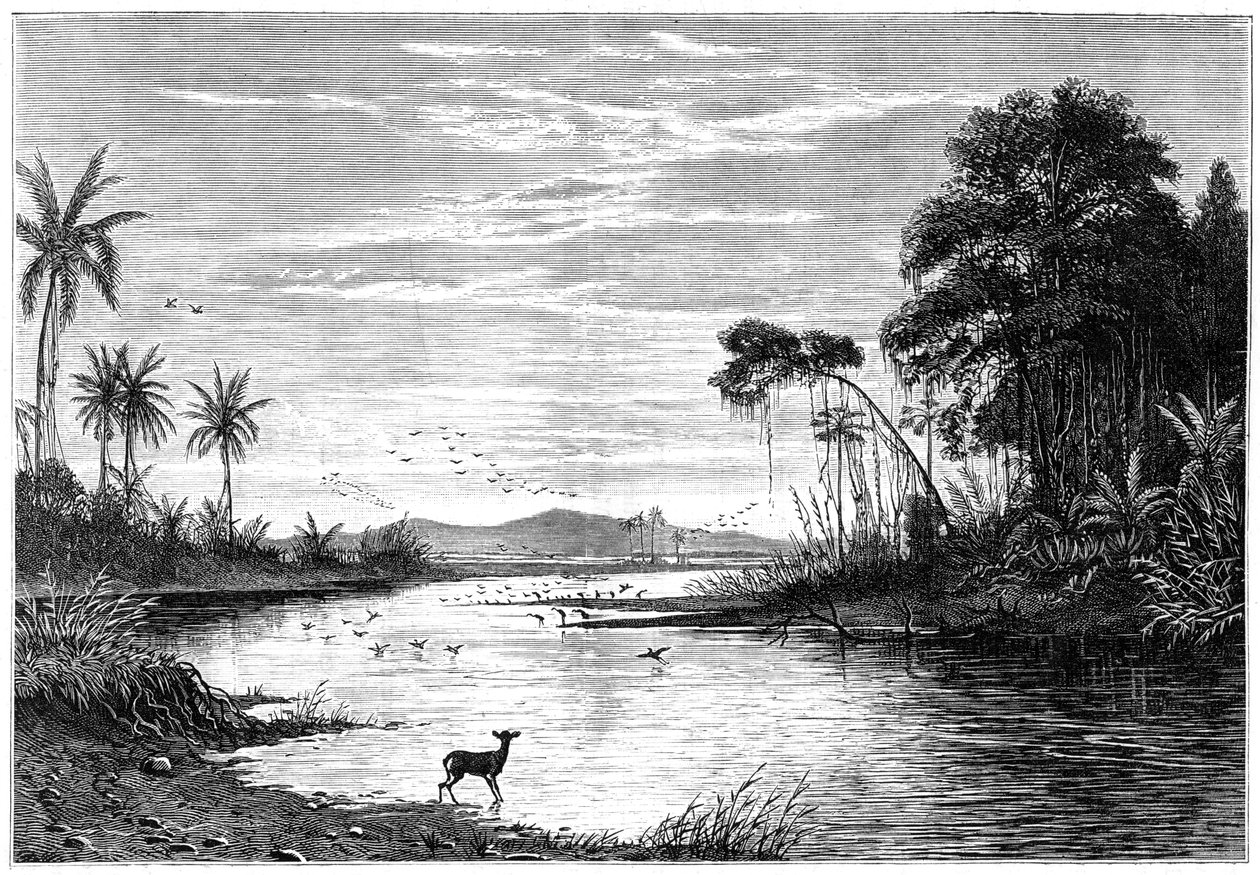 Scéna na řece ve Venezuele, 1877 od Unbekannt
