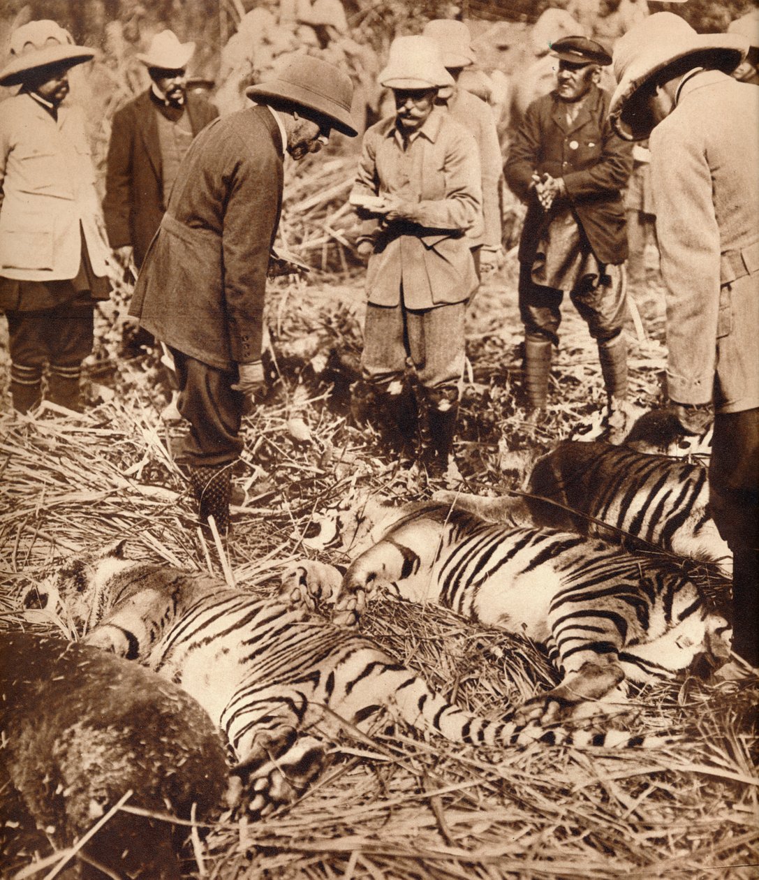 Královská taška tygrů, 1911 1935. od Unbekannt