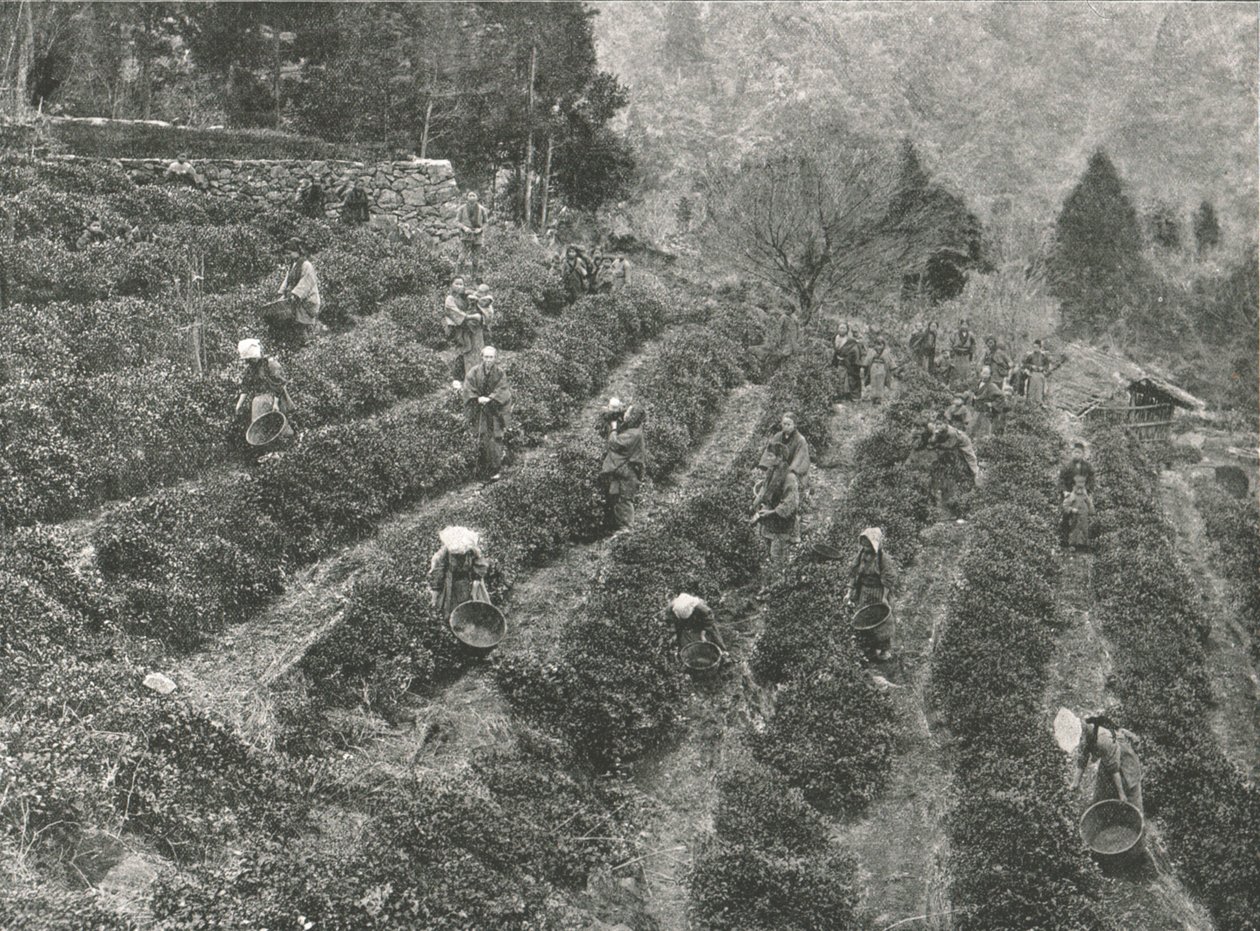 Čajová plantáž mimo město, Kobe, Japonsko, 1895. od Unbekannt