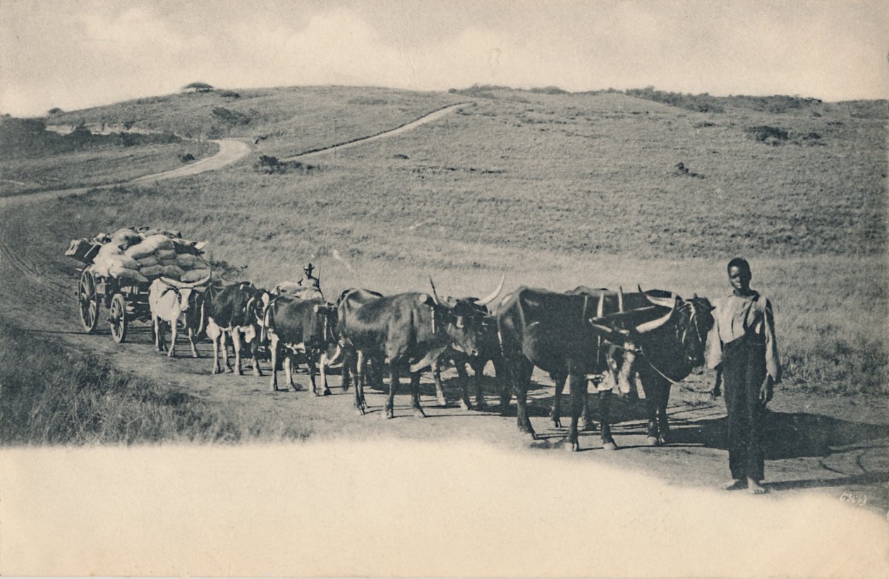 Typický volský povoz - Jižní Afrika, začátek 20. století. od Unbekannt