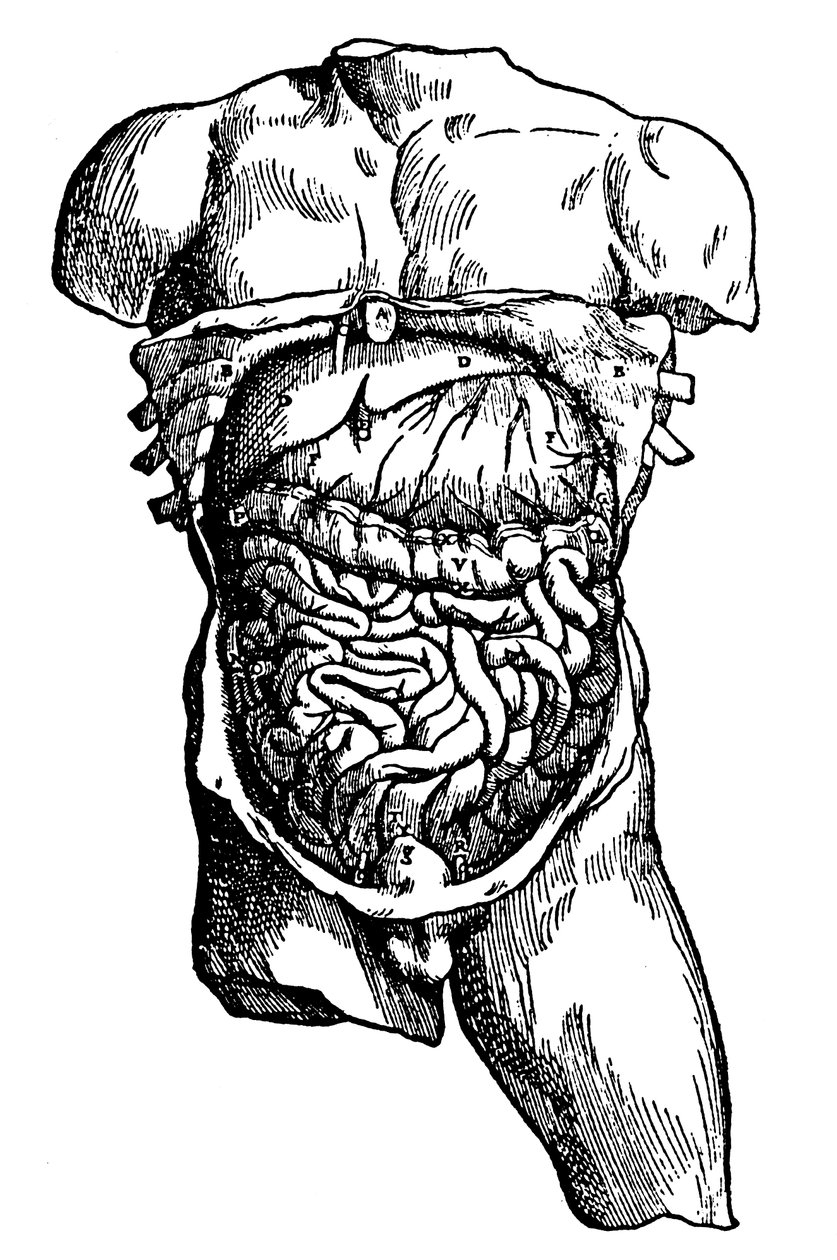 Dutina břišní a její obsah, 1543 od Unbekannt