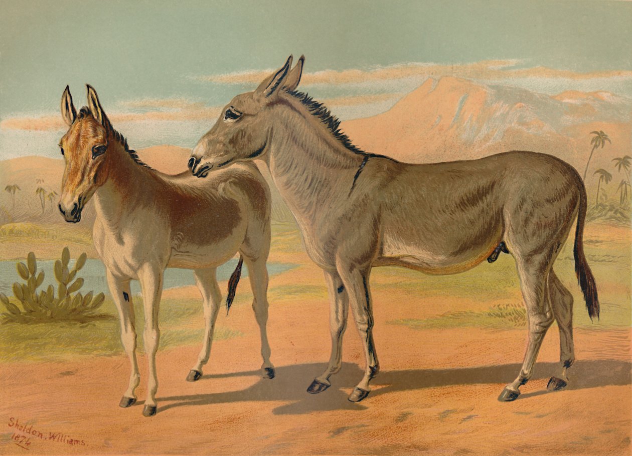 Habešský divoký mužský zadek a samice indického Onagera, c1879. od Unbekannt