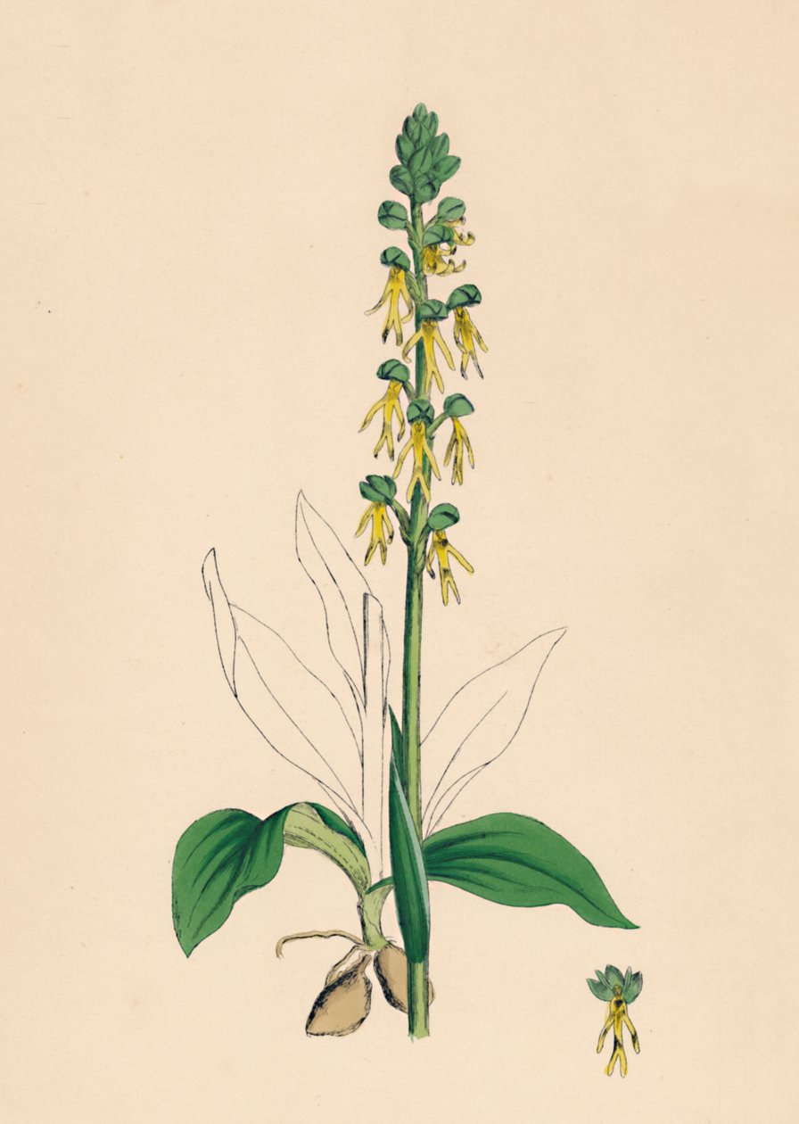 Aceras antropophora. Man Orchis, 19. století od Unbekannt