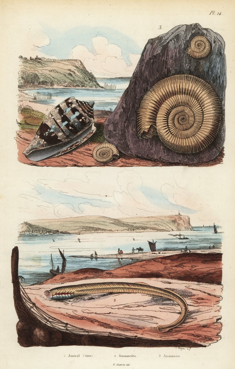 Admiral conus, Conus ammiralis 1, ammocete nebo larvální stádium mihule, Petromyzon marinus 2 a vyhynulá fosilie měkkýšů amonitů 3 od Unbekannt