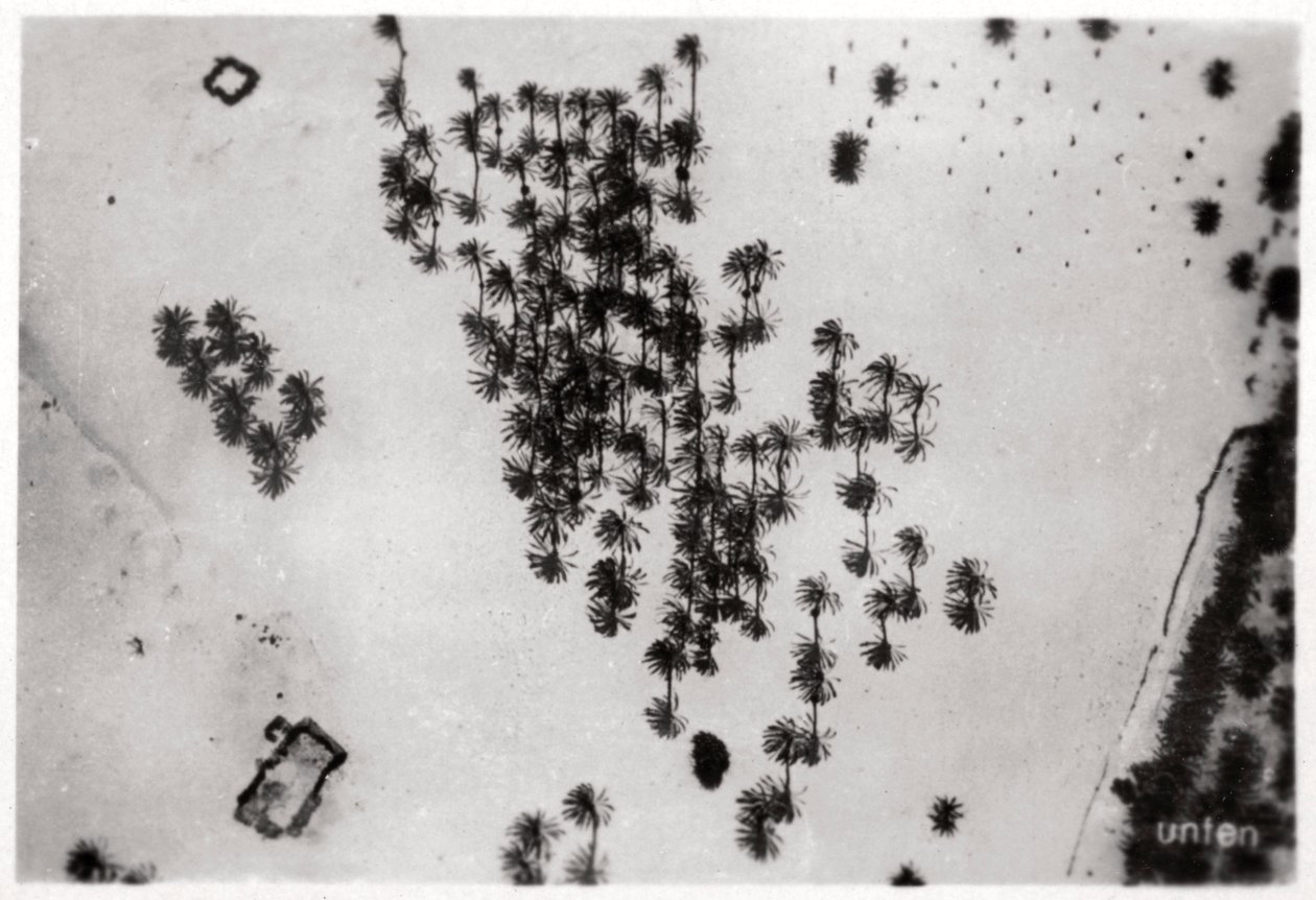 Letecký pohled na stíny palem v arabské poušti, ze Zeppelinu, 1931 1933 od Unbekannt