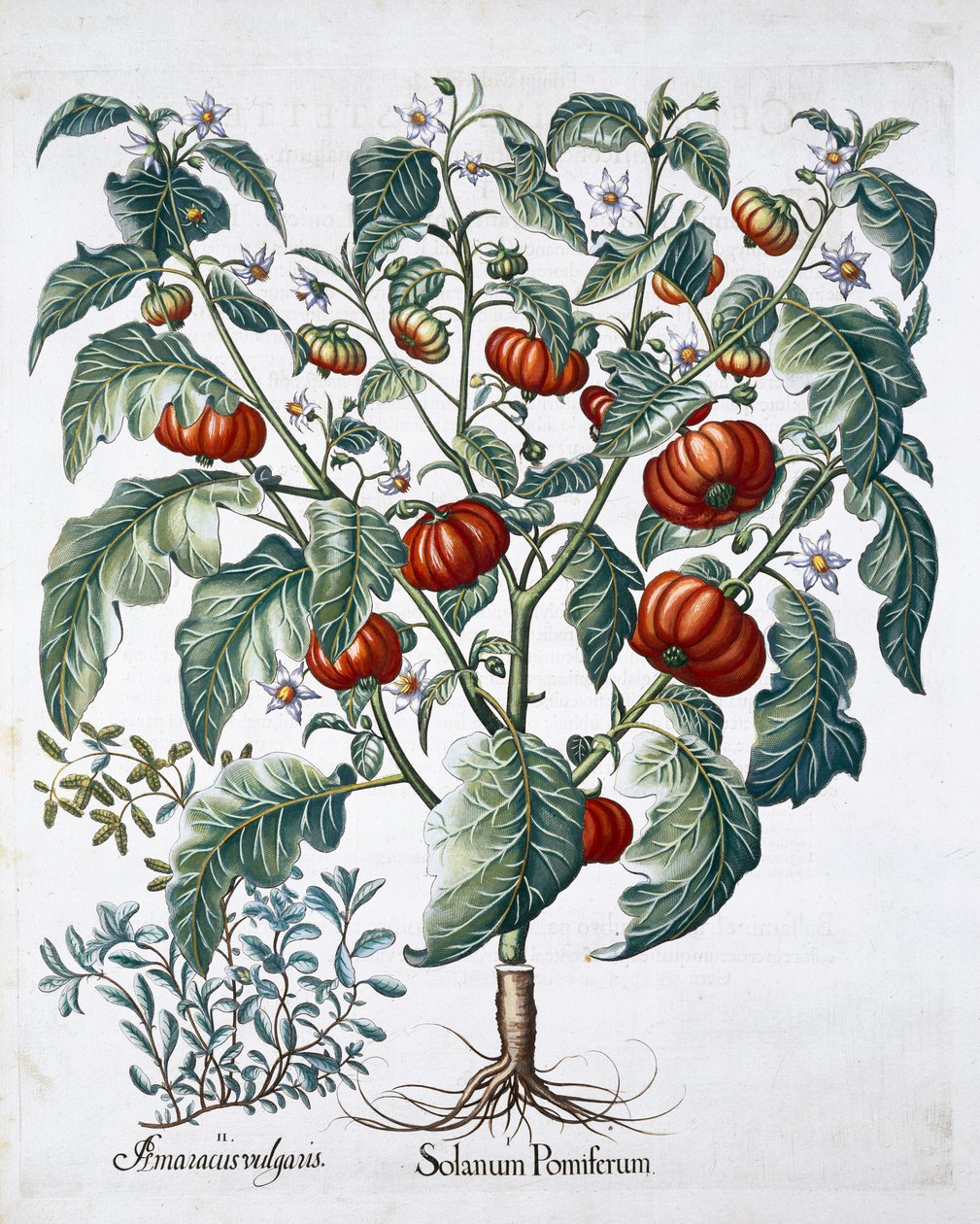 Rostliny afrických rajčat a majoránky, 1613 od Unbekannt