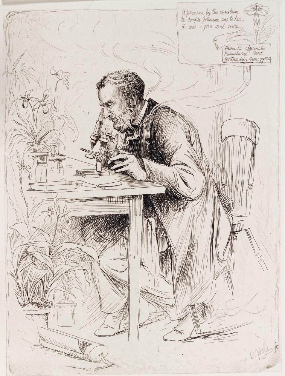 Alexander Dickson , botanik od Unbekannt