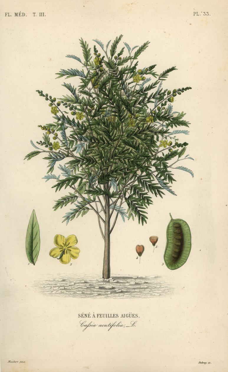 Senna alexandrijská, Senna alexandrina, Cassia acutifolia, Senna akutně listá od Unbekannt