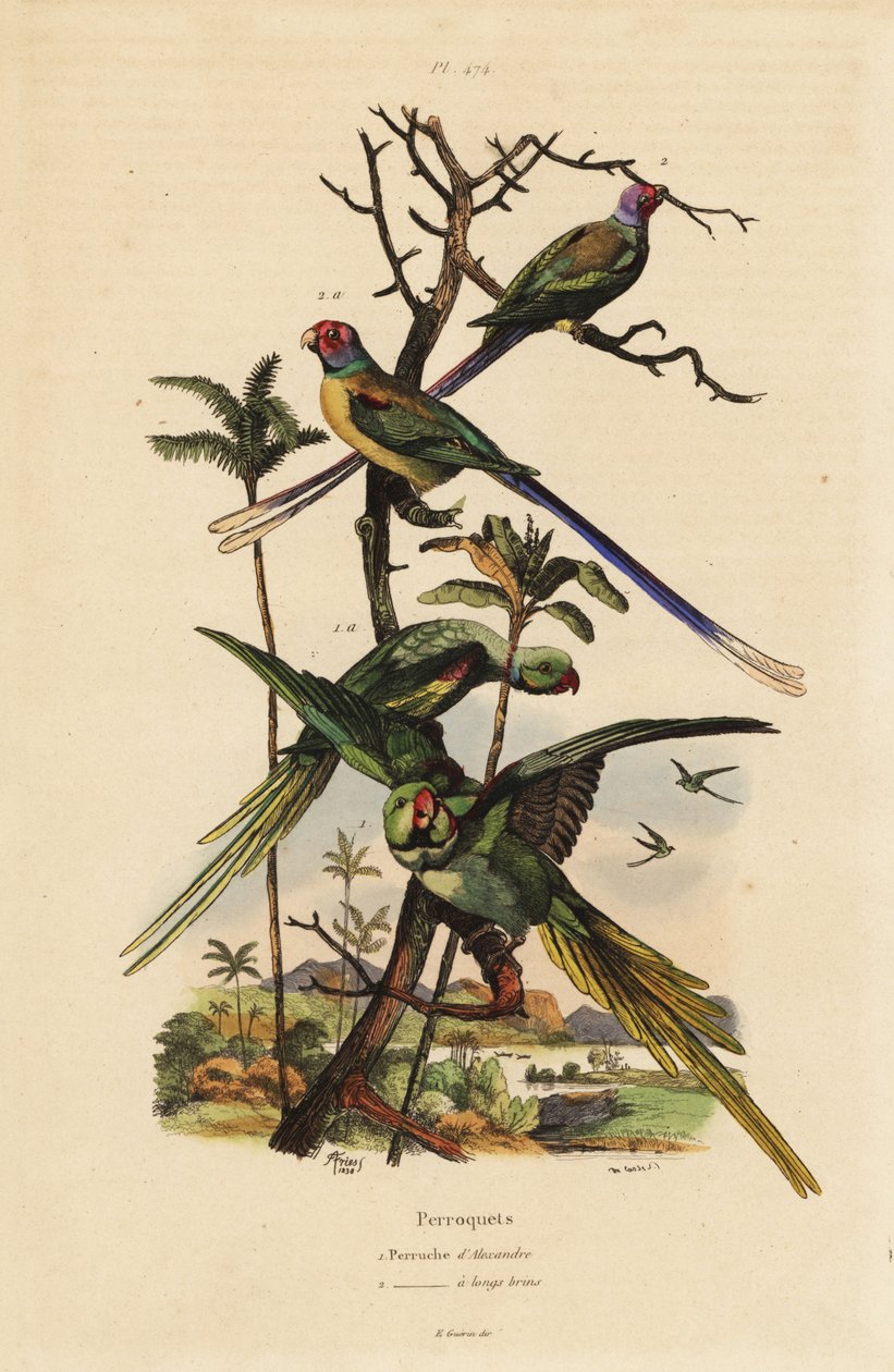 Andulka alexandrinská, Psittacula eupatria, andulka dlouhoocasá, Psittacula longicauda od Unbekannt