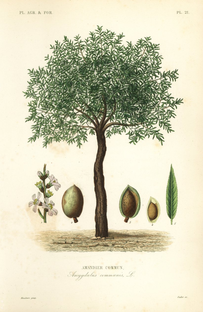 Mandlovník, Prunus dulcis, Mandloň obecný od Unbekannt