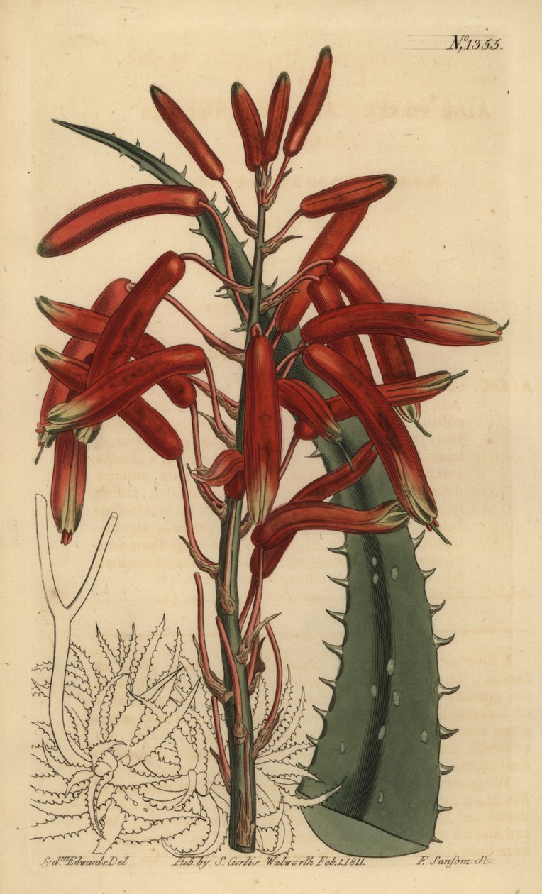 Nízká aloe vera (jablko-zelená listová aloe, zelená aloe) od Unbekannt
